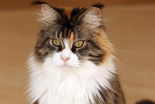 哪些貓咪品種比較容易有關節炎情況？
