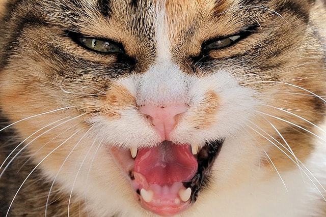 貓咪為什麼會針對主人生氣？揭開貓咪心理學的神秘面紗