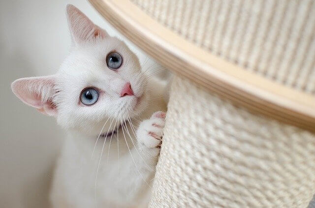 貓抓板組合成梯子，在貓經常走的路線上創造一個無障礙的空間