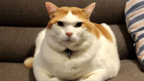 貓咪肥胖的危害及預防措施，告別胖子貓咪