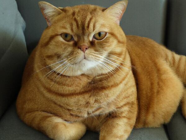 肥胖可能會使貓的呼吸困難