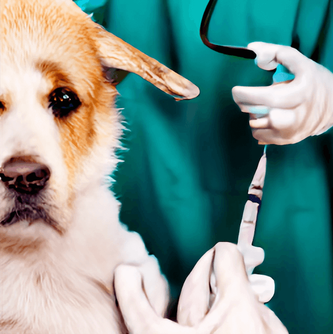 獸醫師可能會透過抗生素的方式治療狗狗皮膚症狀