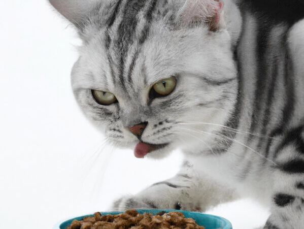 給予適當的貓咪保健食品，對照顧貓咪健康，來說是一個不錯選擇